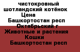 чистокровный шотландский котёнок  › Цена ­ 1 500 - Башкортостан респ., Октябрьский г. Животные и растения » Кошки   . Башкортостан респ.